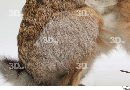 Leg Rabbit Animal photo references