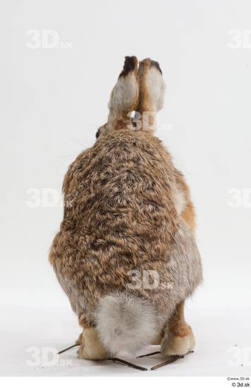 Whole Body Rabbit Animal photo references