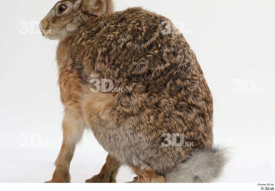 Back Rabbit Animal photo references