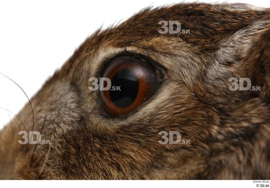 Eye Rabbit Animal photo references