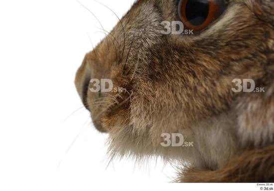 Mouth Nose Rabbit Animal photo references