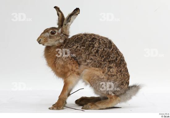 Whole Body Rabbit Animal photo references