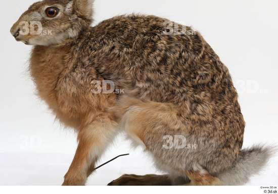 Whole Body Rabbit Animal photo references