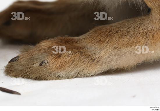 Foot Rabbit Animal photo references