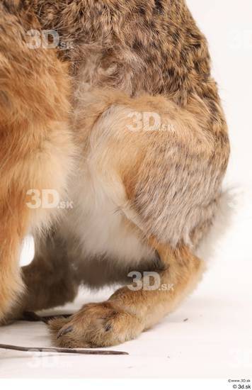 Leg Rabbit Animal photo references