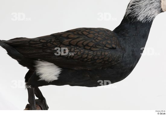 Whole Body Bird Animal photo references