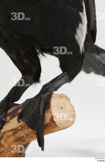 Leg Bird Animal photo references