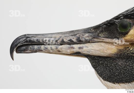 Head Bird Animal photo references