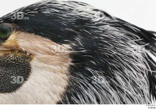 Head Bird Animal photo references