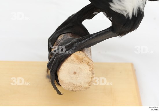 Foot Bird Animal photo references