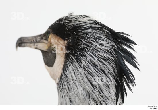 Head Bird Animal photo references