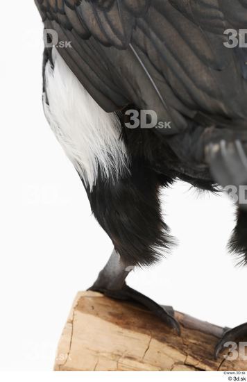 Leg Bird Animal photo references