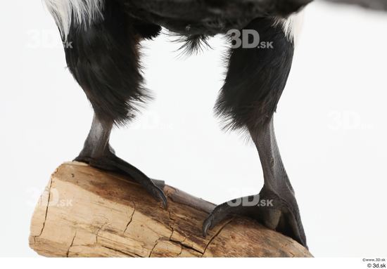 Leg Bird Animal photo references