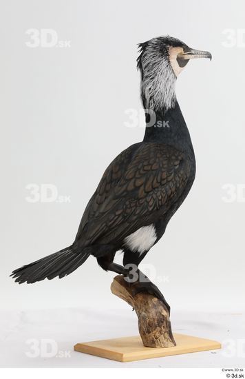 Whole Body Bird Animal photo references