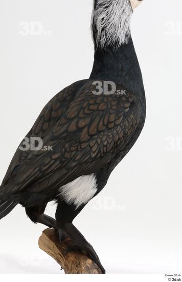 Whole Body Bird Animal photo references