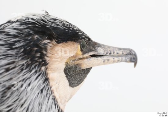 Head Bird Animal photo references