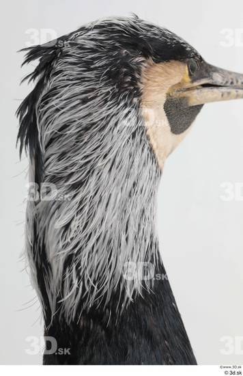 Head Bird Animal photo references