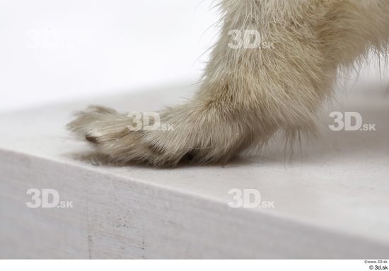 Leg Foot Animal photo references