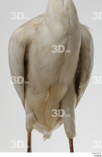 Chest Animal photo references