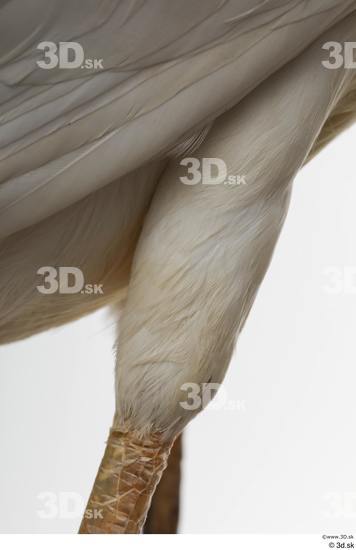 Leg Animal photo references