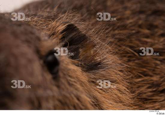 Ear Animal photo references