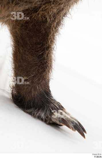 Leg Animal photo references