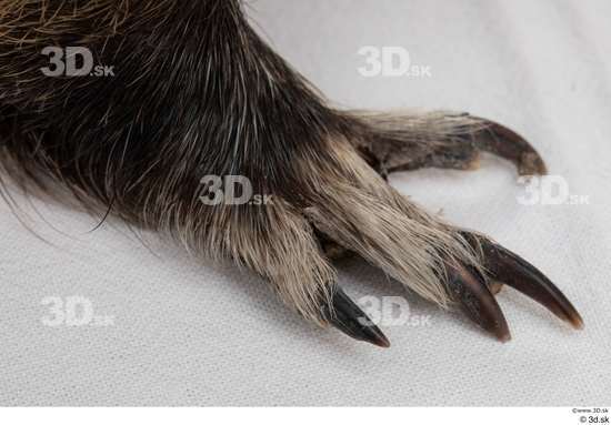 Foot Animal photo references