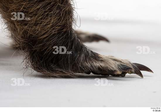 Foot Animal photo references