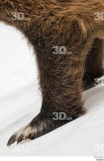 Leg Animal photo references