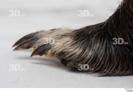 Foot Animal photo references