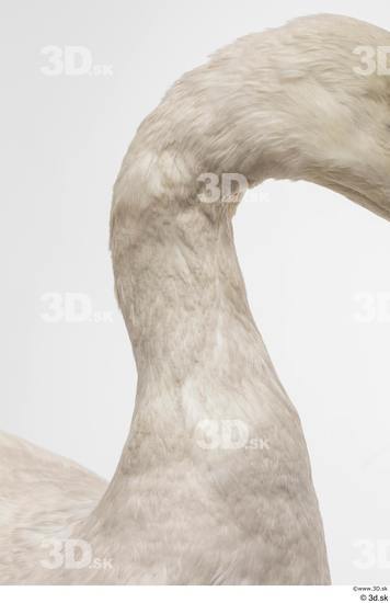 Neck Animal photo references