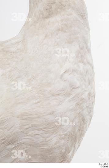 Neck Chest Animal photo references