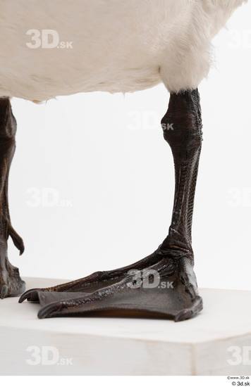 Leg Animal photo references