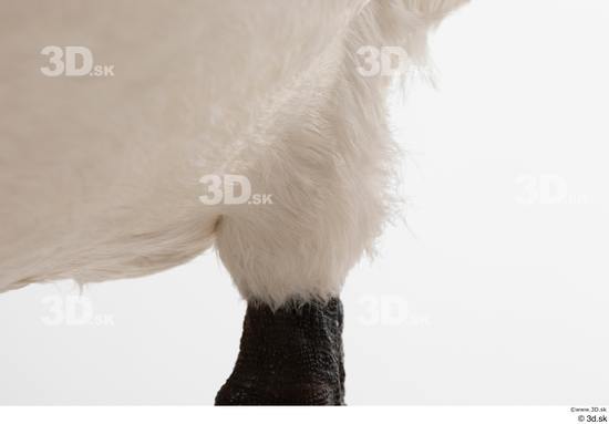 Leg Animal photo references