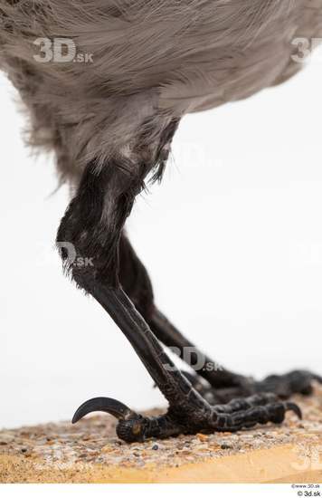 Leg Bird Animal photo references