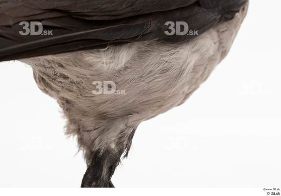 Leg Bird Animal photo references