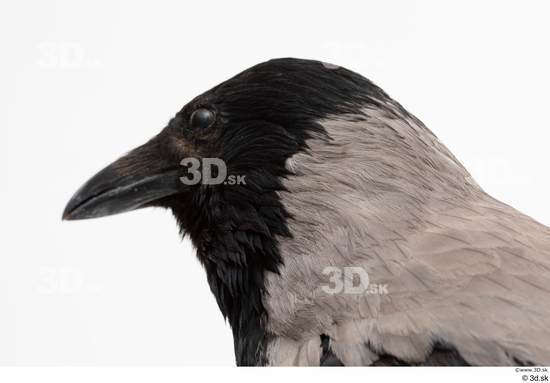 Head Bird Animal photo references