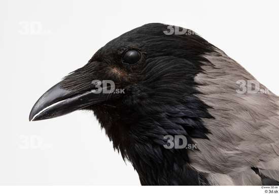 Head Bird Animal photo references