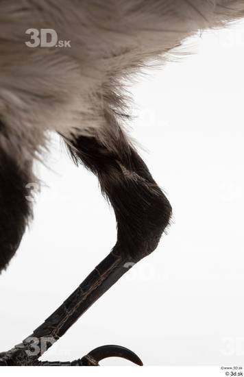 Leg Bird Animal photo references