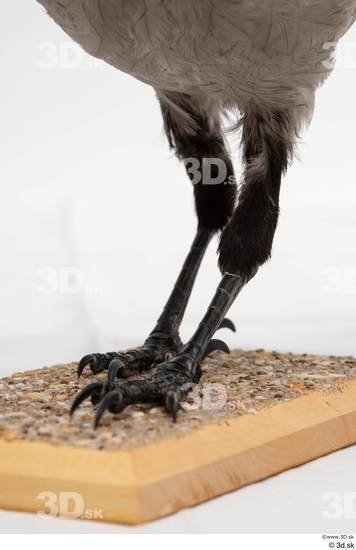 Leg Bird Animal photo references