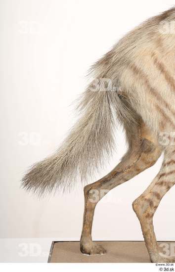 Tail Animal photo references