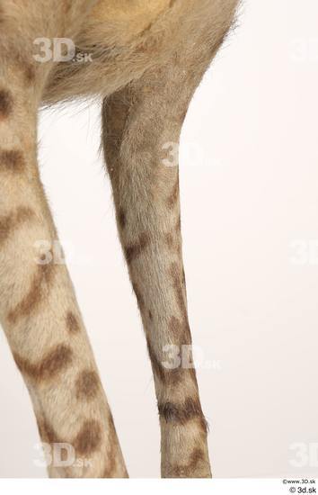 Leg Animal photo references