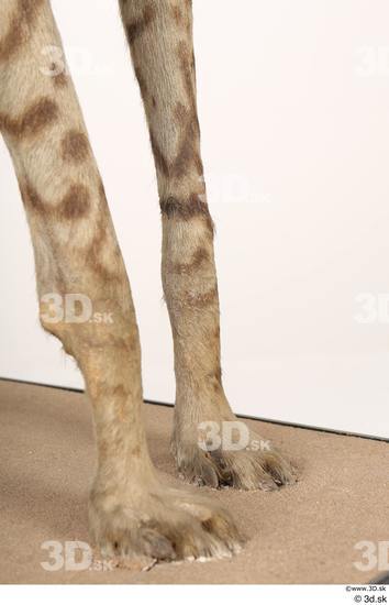 Leg Animal photo references