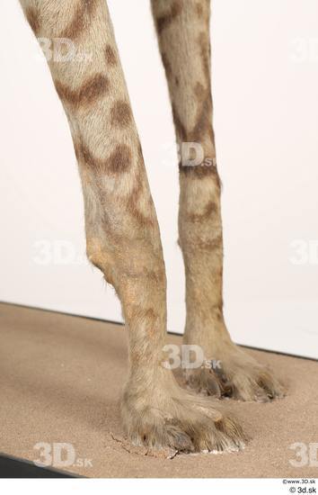 Leg Animal photo references