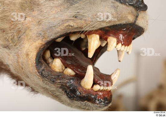 Mouth Teeth Animal photo references