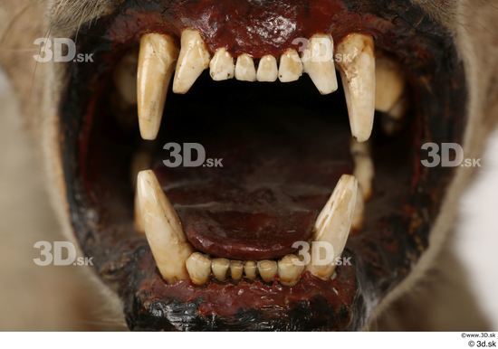 Teeth Animal photo references