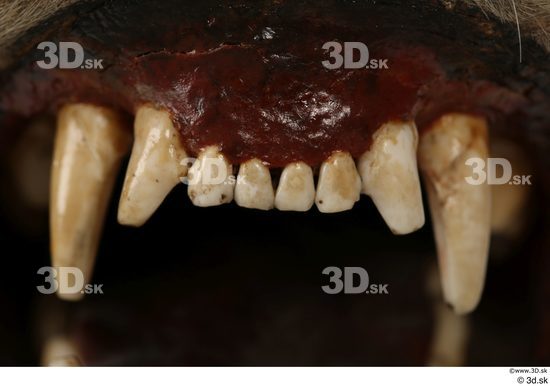 Teeth Animal photo references