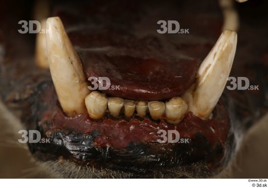 Teeth Animal photo references