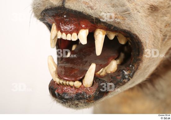 Mouth Teeth Animal photo references