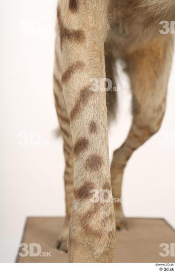 Leg Animal photo references